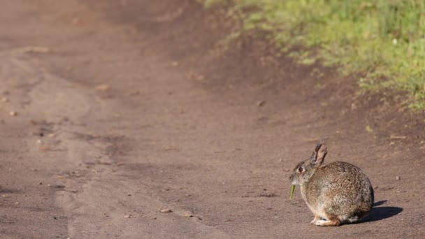 野生のウサギは 太陽の下で未舗装の遊歩道で健康的な緑の軽食を食べている 高品質4K映像 — ストック動画