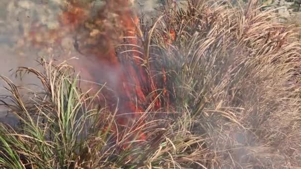 Orangefarbene Flammen Rauch Und Hitze Schlagen Aus Dem Grasbewachsenen Busch — Stockvideo