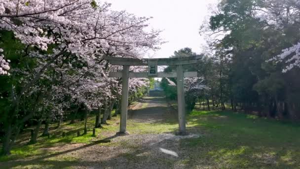 Pink Petals Fall Slowly Cherry Trees Path Japanese Spring Spring — Stock Video