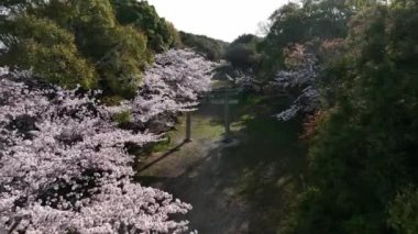 Japon Kapısı 'ndan geçerken pembe kiraz çiçekleri üzerinde uçuyor. Yüksek kalite 4k görüntü