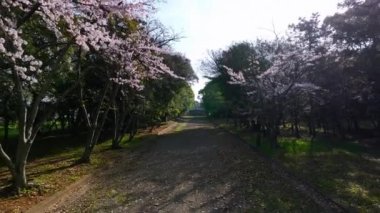 Japon Torii Kapısı 'nın altındaki kiraz çiçekli patikadan geriye doğru ilerliyoruz. Yüksek kalite 4k görüntü
