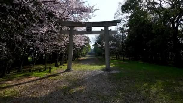 Pohybuje Rychle Prašné Cestě Skrz Japonskou Bránu Pod Třešňovými Květy — Stock video