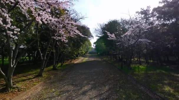 Rückwärts Den Kirschblütenpfad Unter Dem Japanischen Torii Tor Hinunter Hochwertiges — Stockvideo
