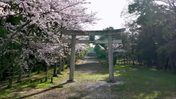 Flores Cerejeira Lentamente Caem Frente Tradicional Portão Torii Japonês Longo — Vídeo de Stock