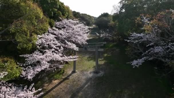 春天的早晨 在乡村的土路上 在繁茂的绿树和粉色的樱花中飞回 繁茂地绽放着 与传统的日本城门相映成趣 高质量的4K镜头 — 图库视频影像