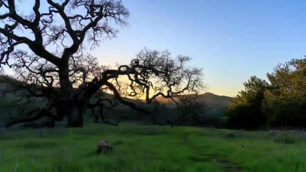 Napnyugta Mögött Gnared Kaliforniai Tölgyfa Dombos Természeti Táj Kiváló Minőségű — Stock videók