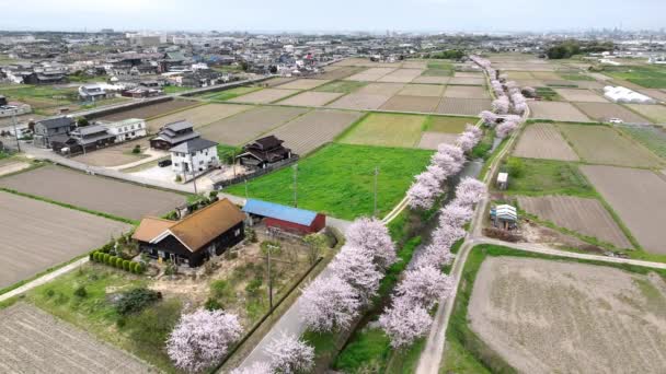 천천히 공중을 소리는 가장자리에 농장들 사이에 벚꽃이 울려퍼졌다 고품질 — 비디오