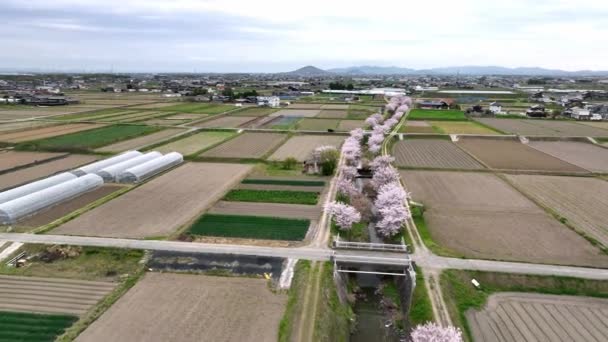 Kirschblüten Säumten Den Fluss Durch Felder Und Bauernhöfe Ländlicher Landschaft — Stockvideo