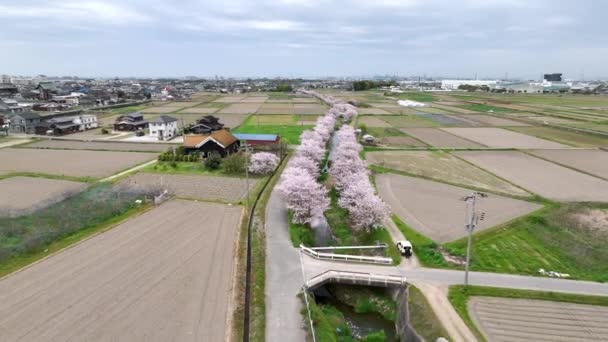 Cseresznyevirágzással Szegélyezett Folyó Felett Repül Japán Vidéken Tavasszal Kiváló Minőségű — Stock videók