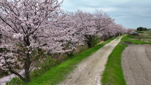 Cseresznyefák Lassan Ringatóznak Szélben Ahogy Virágok Vidéki Földútra Hullanak Kiváló — Stock videók