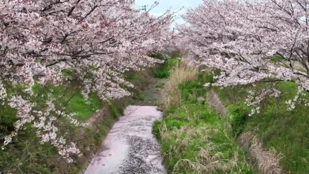 Άνθη Της Κερασιάς Πέφτουν Από Δέντρα Πλήρη Άνθιση Μικρό Ποτάμι — Αρχείο Βίντεο