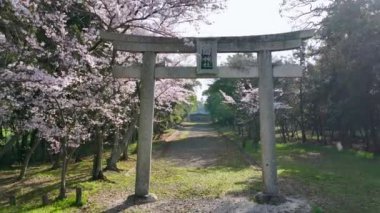 Japon torii kapısından uzaklaşırken pembe kiraz çiçekleri yavaşça düşüyor. Yüksek kalite 4k görüntü
