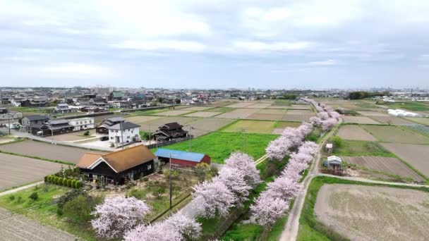桜が満開の田舎町の家の上に立ち上がります 高品質4K映像 — ストック動画