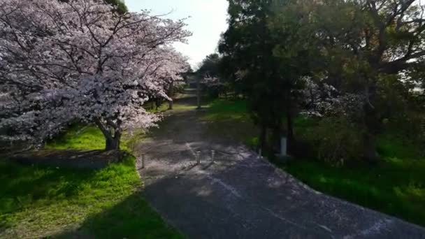 Arriving Cherry Tree Full Bloom Pink Petals Entrance Japanese Shrine — Stock Video