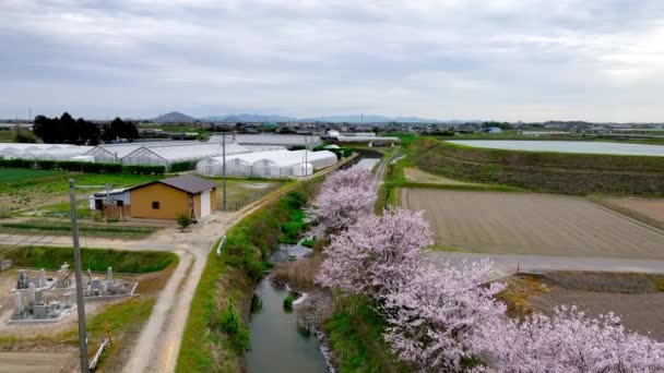 Tieffliegend Über Feldwege Und Von Kirschblüten Gesäumte Flüsse Gewächshäusern Auf — Stockvideo