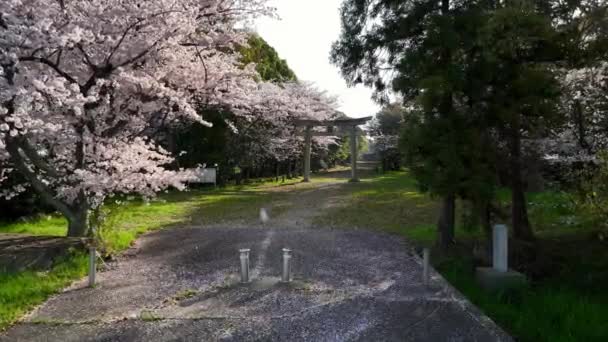 Розовые Вишневые Лепестки Выпадают Цветков Полном Расцвете Японском Парке Высококачественные — стоковое видео