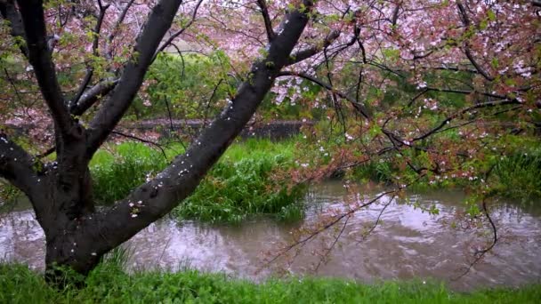 Woda Powoli Płynie Rzece Pod Różowymi Płatkami Wiśniowym Drzewem Pod — Wideo stockowe