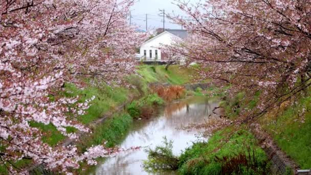 Rózsaszín Cseresznyevirágok Késő Virágzik Felett Csendes Folyó Japán Vidéken Kiváló — Stock videók