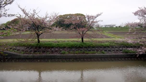 Långsamma Flyttande Flod Körsbärsträd Sen Blomning Den Japanska Landsbygden Högkvalitativ — Stockvideo