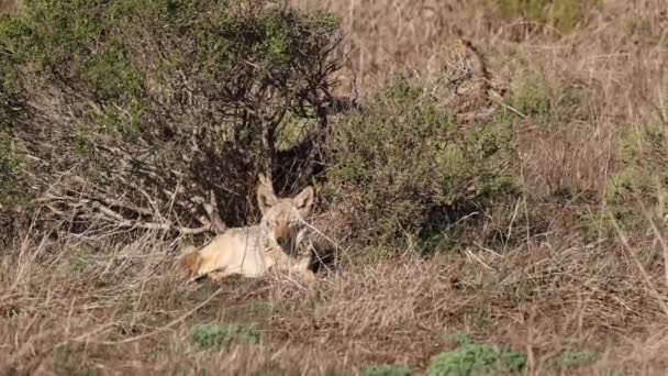 Wild Coyote Eyes Closed Napping Sun Dry Grass Bushes High — Stock Video