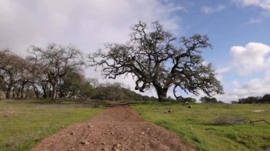 Marin County manzarasında kendine özgü California meşe ağacına doğru yürüyoruz. Yüksek kalite 4k görüntü