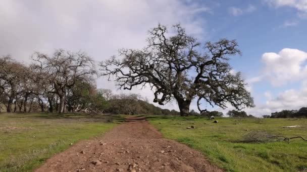 マリン郡の風景の中に特徴的なカリフォルニアのオークの木に向かって歩く 高品質4K映像 — ストック動画