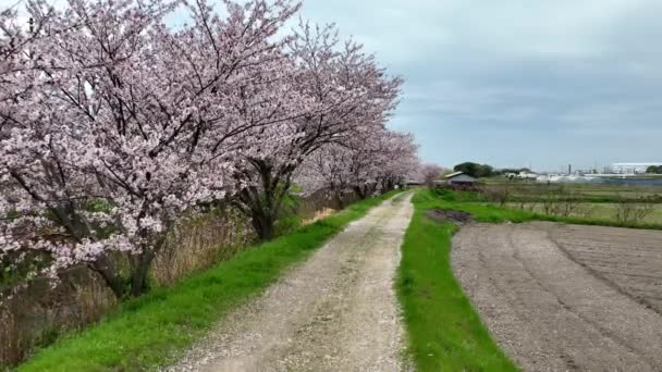 Cseresznyevirágzással Szegélyezett Földúton Haladunk Japán Vidékein Ahogy Szirmok Hullanak Kiváló — Stock videók