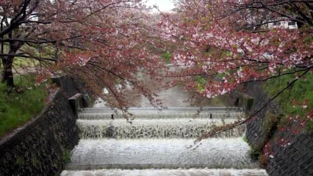 遅咲きの桜の下を流れる水が川を流れている 高品質4K映像 — ストック動画