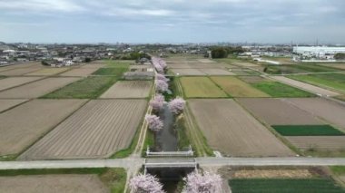 Kiraz çiçeğinin üzerinden uçmak Japonya 'nın kırsal kesimindeki pirinç tarlaları ve köy yollarında nehir boyunca uzanır. Yüksek kalite 4k görüntü