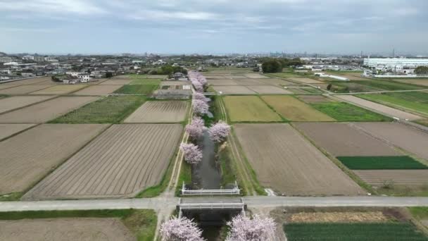 Flying Cherry Blossom Lined River Rice Fields Country Roads Rural — Stock Video
