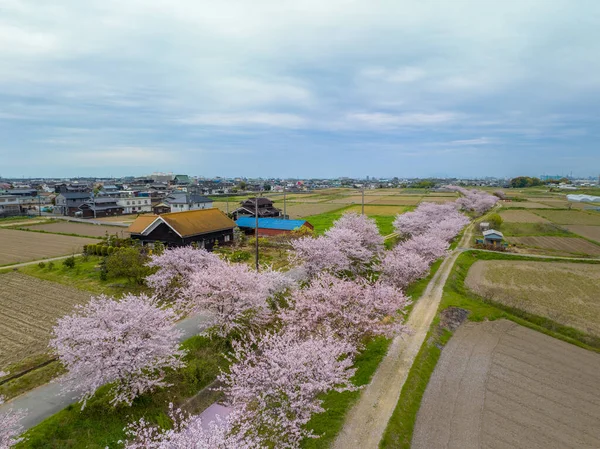 Letecký Pohled Tradiční Japonský Dům Řeky Lemované Stromy Třešňovými Květy — Stock fotografie