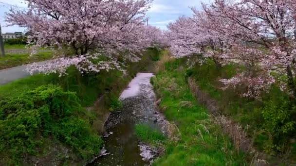 Kleiner Fluss Mit Schwimmenden Rosa Blütenblättern Unter Kirschblüten Voller Blüte — Stockvideo