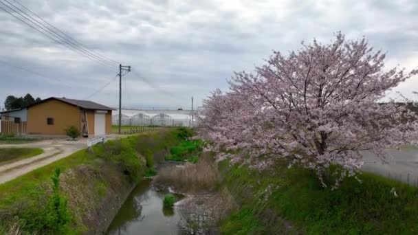 Nad Třešňovými Květy Lemovanými Řekou Tyčí Skleníky Malé Farmě Japonské — Stock video
