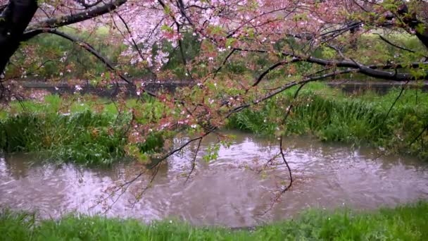Späten Frühjahr Fließt Das Wasser Grasbewachsenen Fluss Unter Rosa Kirschbäumen — Stockvideo