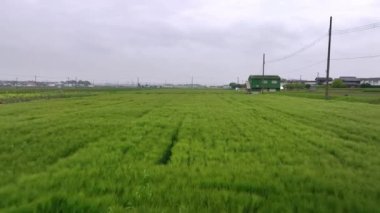 Elektrik direkleri ve çiftlik inşaatı ile yeşil ekinlerin üzerinde alçaktan uçuyorlar. Yüksek kalite 4k görüntü
