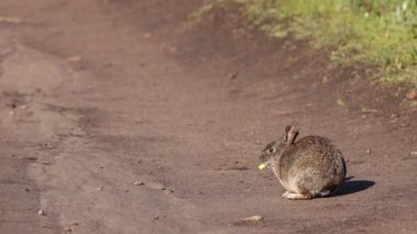 Yeşil yapraklı sebzelerde yaban tavşanı atıştırmalıkları güneşte toprak yollarda. Yüksek kalite 4k görüntü
