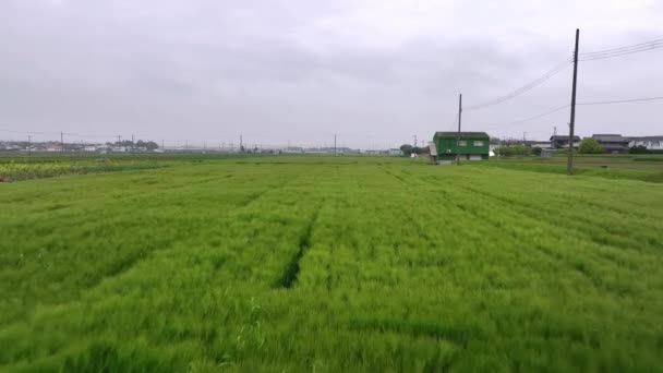 電柱や農家の建物によって畑の緑の作物の上を低く飛んでいます 高品質4K映像 — ストック動画
