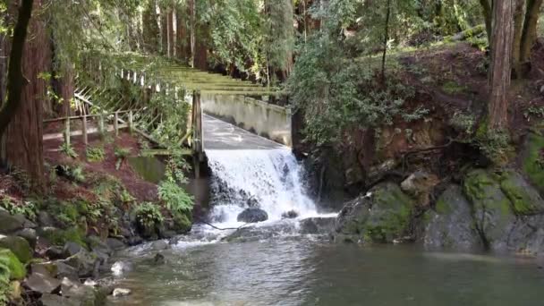 レッドウッドの森の中で岩のプールに木製の道を水を急いで 高品質4K映像 — ストック動画