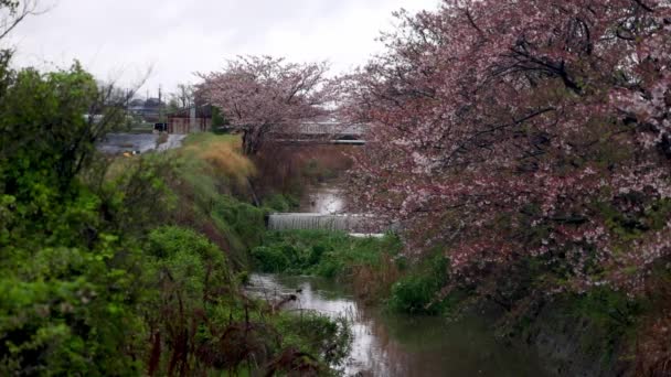 Quiet Stream Small Waterfall Cherry Blossoms Late Bloom High Quality — Stock Video