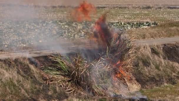 Black Smoke Heat Flames Rise Burning Bush Country Road High — Stock Video