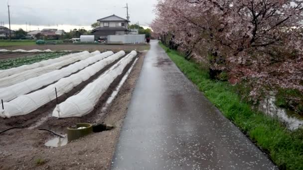Drum Umed Ferme Mici Cireși Mediul Rural Japonez Într Ploioasă — Videoclip de stoc
