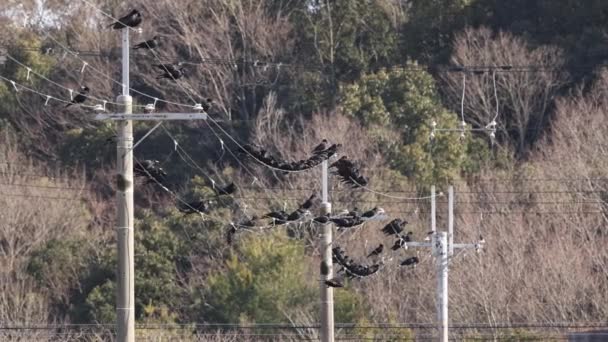 Gran Bandada Cuervos Negros Posados Cables Eléctricos Campo Imágenes Alta — Vídeos de Stock