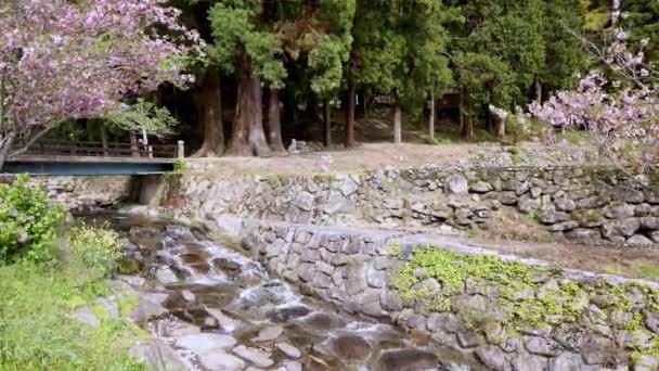 水はピンクの花や木の林によって伝統的なストリーム内の石の上に流れます 高品質4K映像 — ストック動画