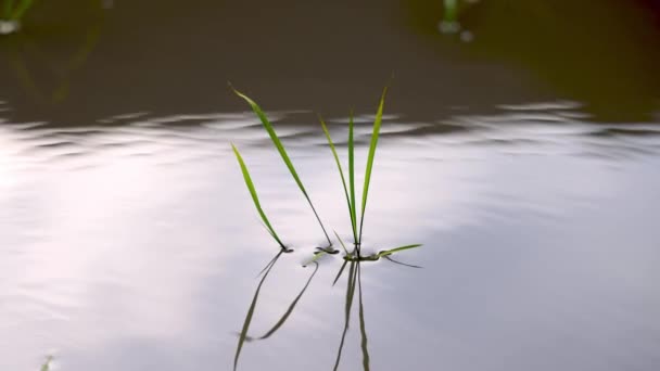 Закрыть Лопасти Свежей Рисовой Травы Стрелять Воды Затопленном Поле Высококачественные — стоковое видео