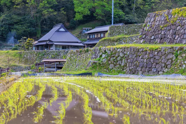Řady Čerstvě Osázené Rýže Tradičního Japonského Domu Venkovské Horské Vesnici — Stock fotografie