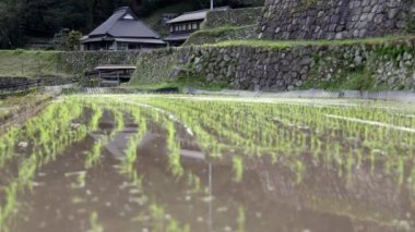Taze ekilmiş pirinç ve geleneksel Japon çiftlik evi sıralarına yaslanın. Yüksek kalite 4k görüntü