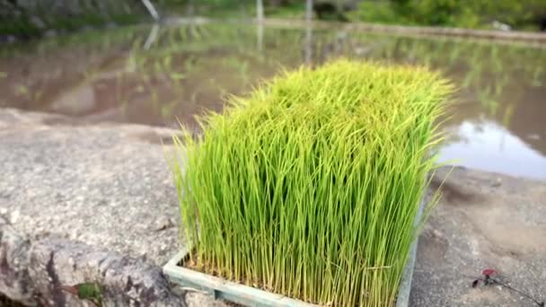 Rijstzaailingen Zachte Wind Door Overstroomd Veld Tijdens Het Planten Seizoen — Stockvideo