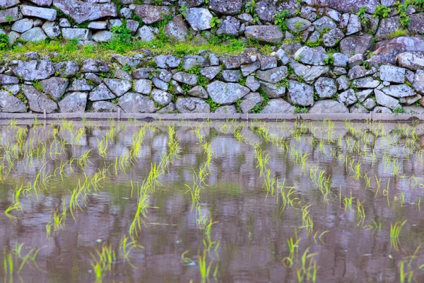Зеленые Саженцы Риса Стреляют Воды Затопленном Поле Древней Каменной Стеной — стоковое фото