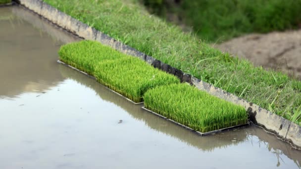 Tabletts Mit Grünen Reissämlingen Überfluteten Feldern Während Der Pflanzzeit Hochwertiges — Stockvideo