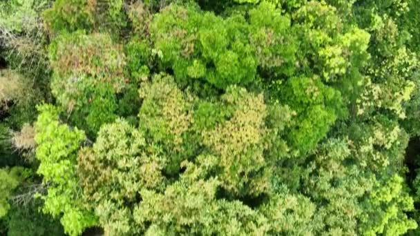 Летает Низко Над Деревьями Лесу Водой Стекающей Бетонному Проливу Высококачественные — стоковое видео